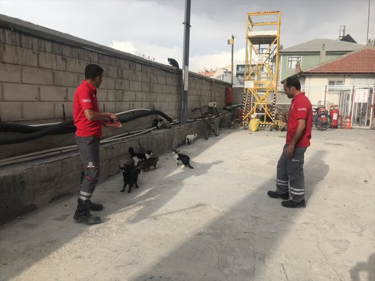 Konya'da bir akaryakıt istasyonu kedilere yuva oldu