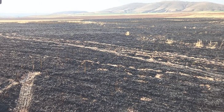 Bir yıllık emek kül oldu! Konya’da buğday ekili 80 dönüm arazi yandı