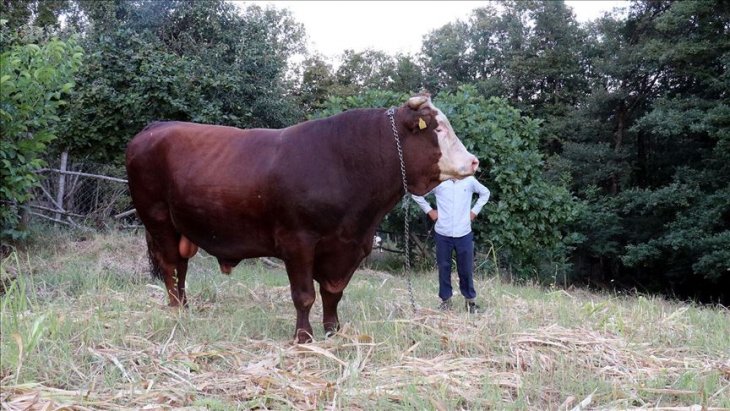 İşte istenen rakam! 1 ton 800 kilogramlık 'Kocaman' alıcısını bekliyor