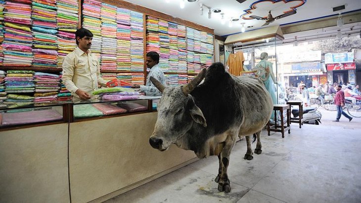 Hindistan'da Müslüman genç, inek eti taşıdığı iddiasıyla linç edildi