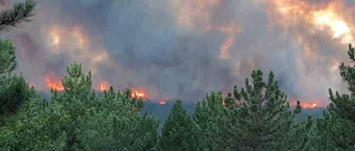 Orman yangınlarının bilançosu açıklandı