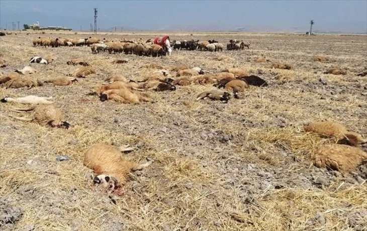 Otladıkları bölgede su içen 115 koyun telef oldu! İlk inceleme sonuçları çıktı