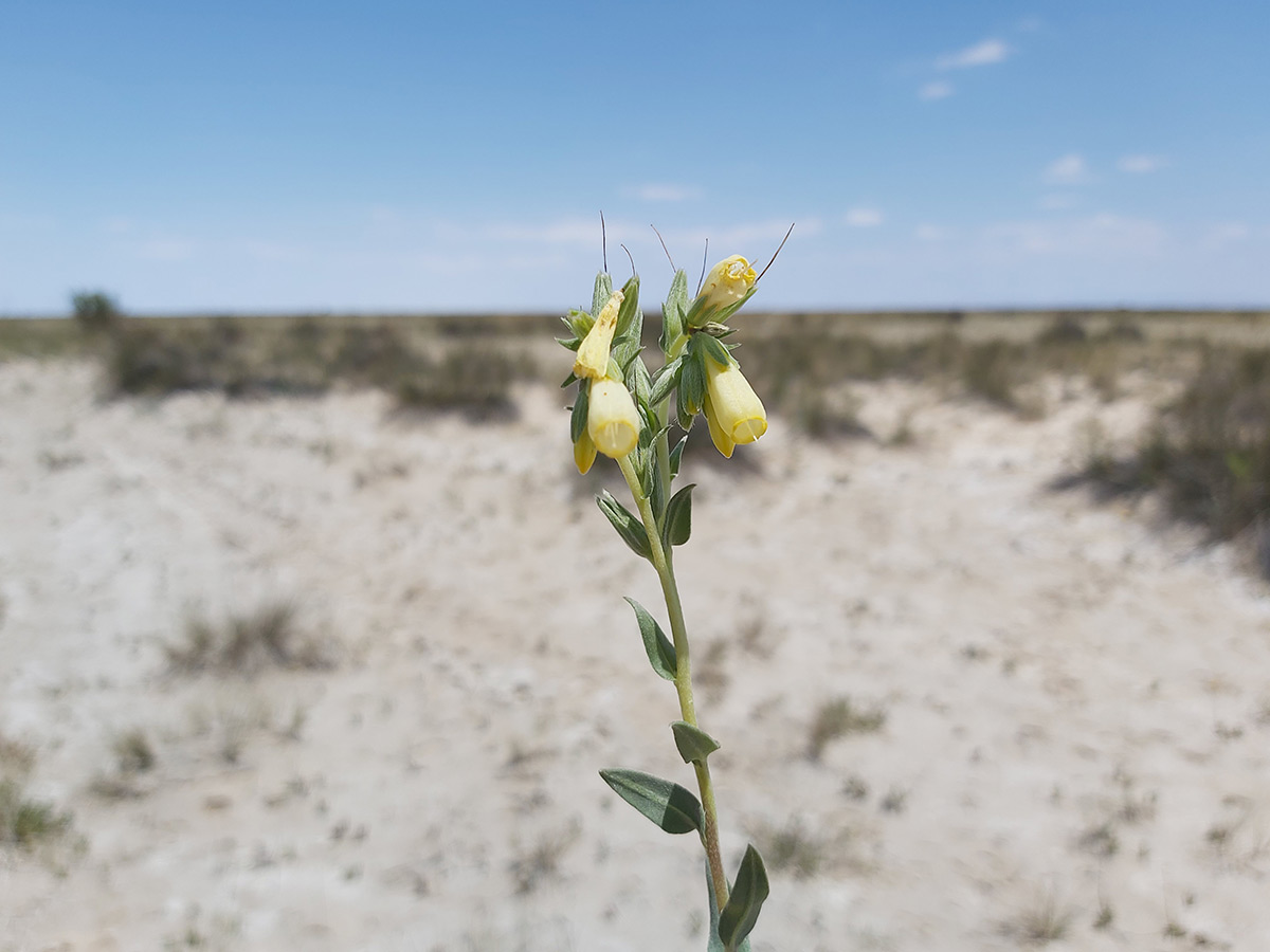 Tuz Gölü Havzası'nda 72 endemik bitki türü tespit edildi