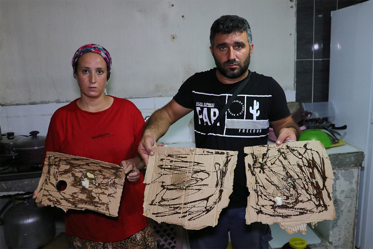 Mahalleyi böcekler istila etti! Dolaplardan, prizlerden çıkıyor