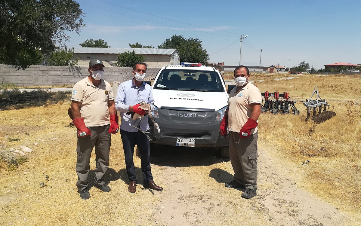 Konya'da yaralı flamingo tedavi altında