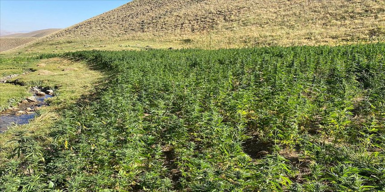 Dev operasyon! 1 milyon 560 bin 57 kök Hint keneviri ele geçirildi