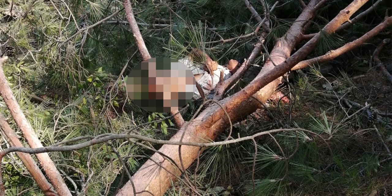 Kestiği ağacın üzerine devrilmesiyle hayatını kaybetti