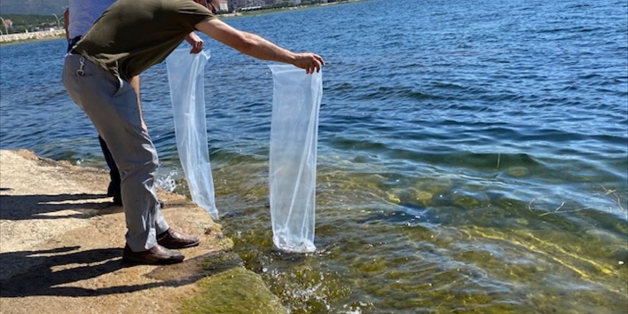 Beyşehir'de göl ve göletlere 150 bin yavru sazan balığı bırakıldı