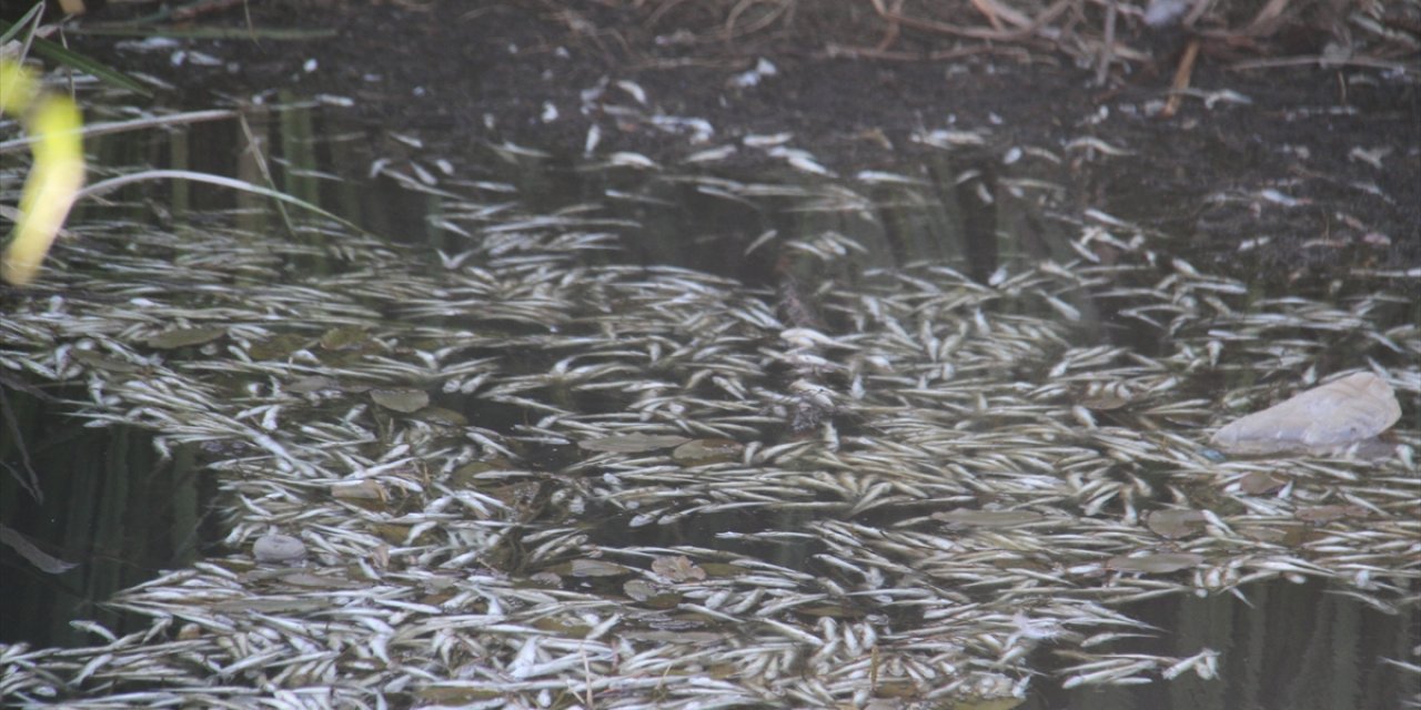 Konya'daki toplu balık ölümlerinin nedeni belli oldu! Suya elektrik akımı mı verildi?