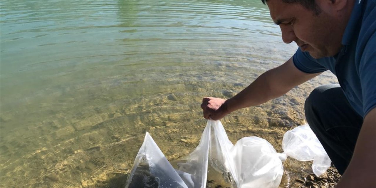 Seydişehir'deki barajlara 35 bin yavru sazan bırakıldı