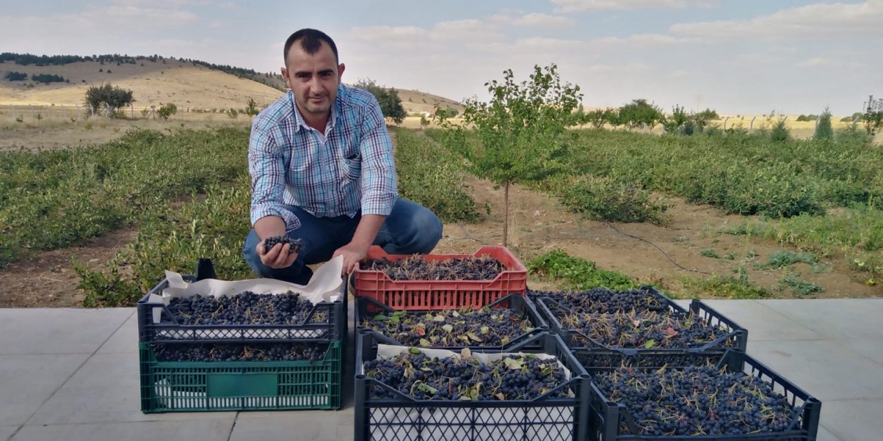 Virüse karşı en büyük yardımcı olarak kullanılan Aronya Konya’da üretiliyor