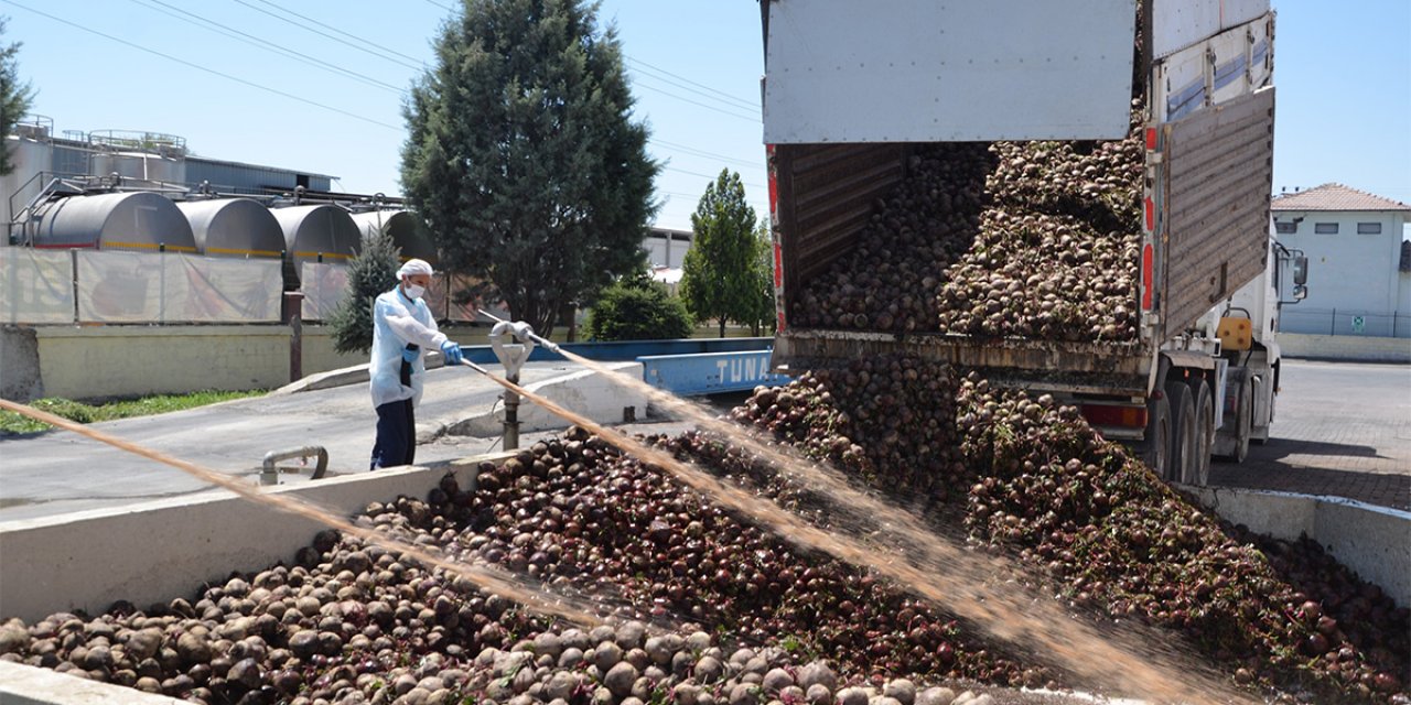 Bağışıklığı güçlendirdiği bilinen ve Konya'dan 25 ülkeye ihraç edilen üründe hasat zamanı