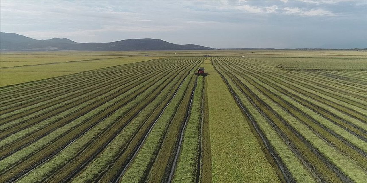 TMO çeltik alım fiyatlarını açıkladı