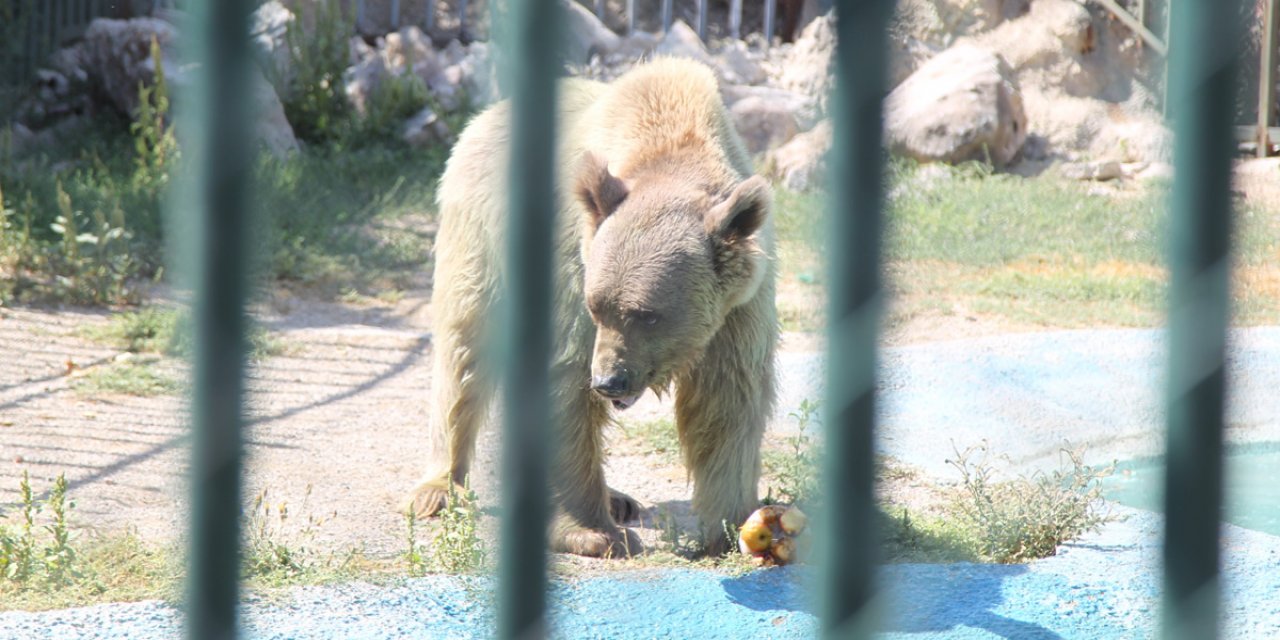 Konya'da sıcaktan bunalan hayvanlar buzlu kokteylle serinletiliyor