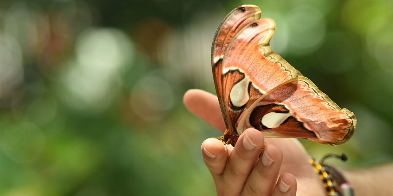Dünyanın en büyük kelebeği Konya'da ziyaretçilerini bekliyor