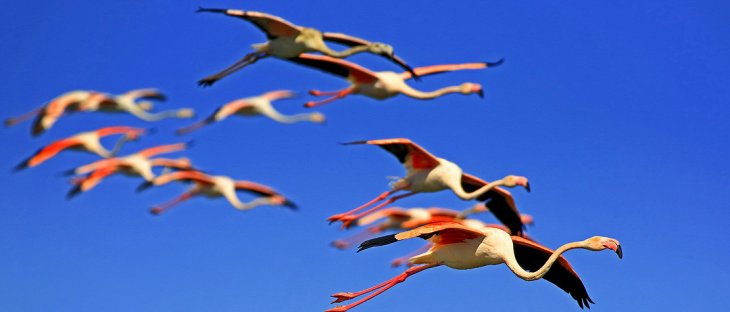 Acıgöl'de flamingoların görsel şöleni