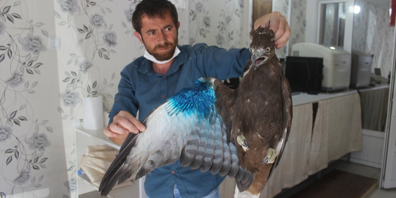 Karapınar'da bulunan yaralı doğan tedavi altına alındı