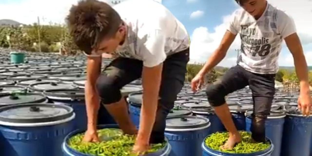 Salça rezaletinden sonra şimdi de turşuluk biberleri çıplak ayaklarıyla ezdiler