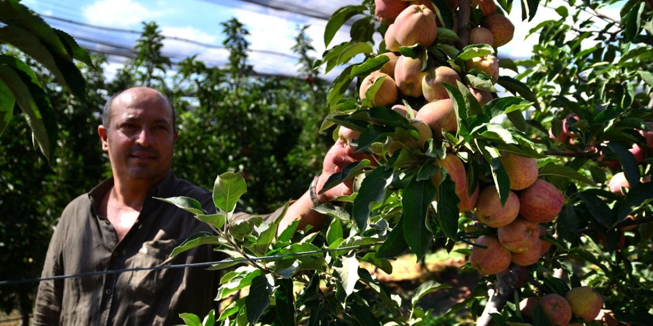 Konya'da üretiliyor, dalındayken satılıyor, 20 ülkeye ihraç ediliyor