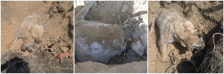 Dünya Hayvanları Koruma Günü’nde Konya’da köpek katliamı!