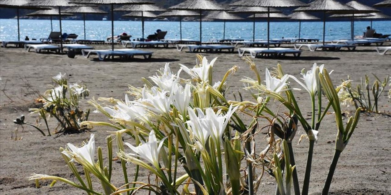 Bu çiçeği koparmanın 80 bin liraya kadar cezası var