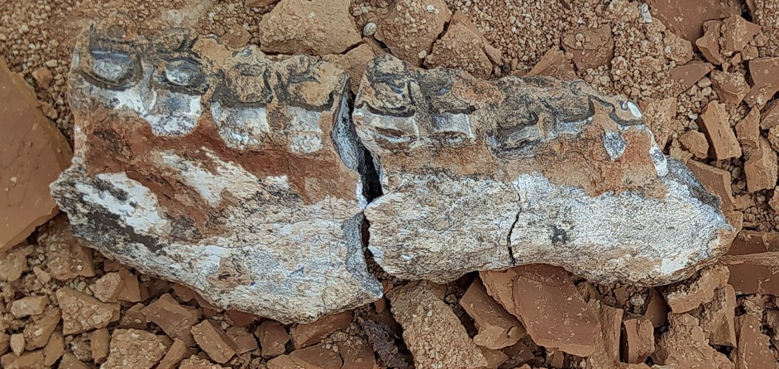 Türk bilim insanları 9 milyon öncesine tarihlenen fosiller buldu