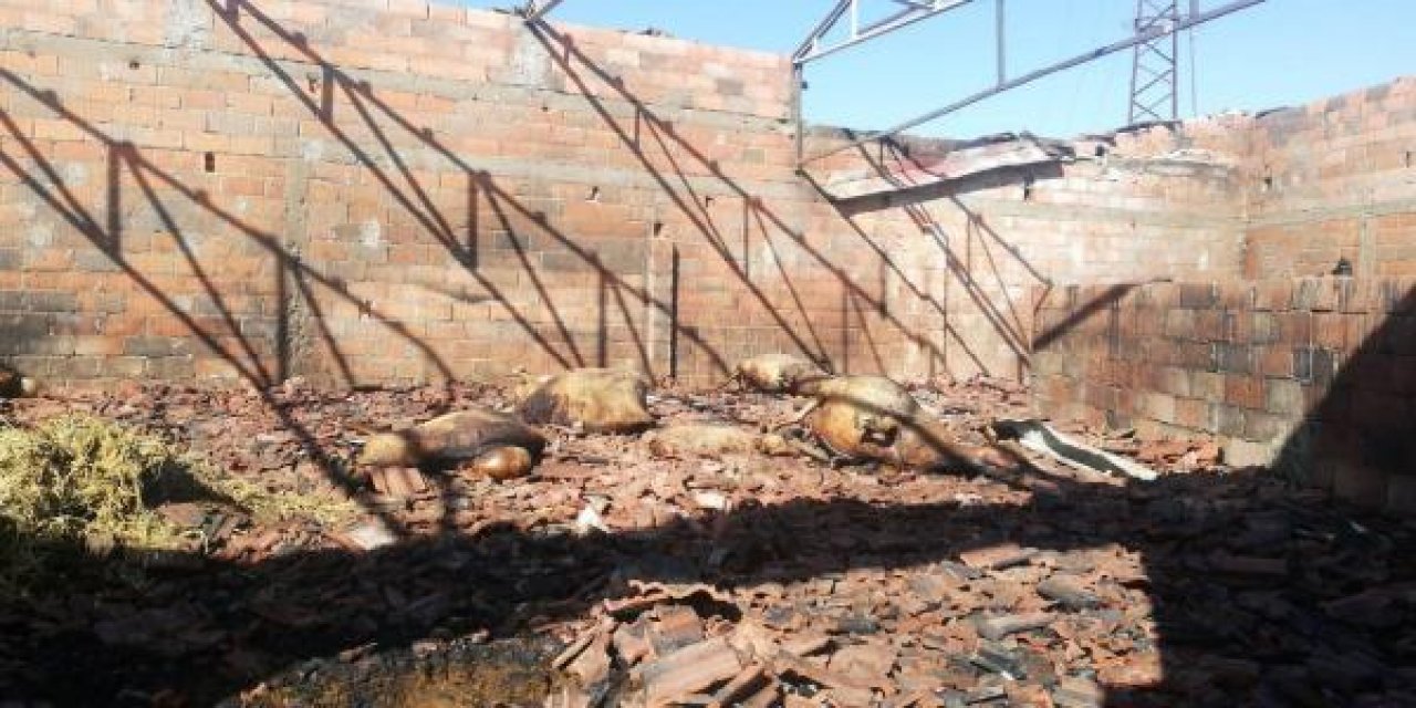 Ahırda yangın çıktı, 47 koyun telef oldu