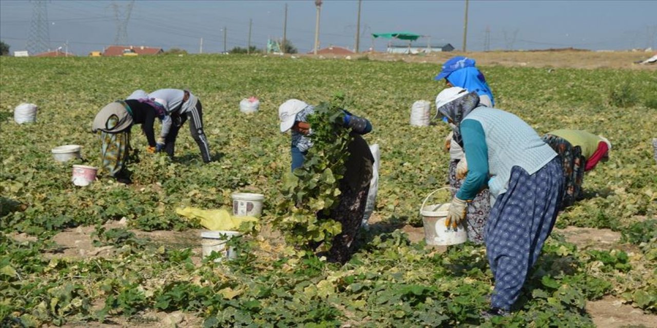 Turşu mevsimi! Türkiye'nin kornişon deposunda üreticinin yüzü gülüyor