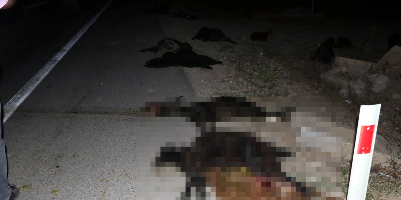 TIR ile iki otomobil sürüye daldı: 23 hayvan telef oldu