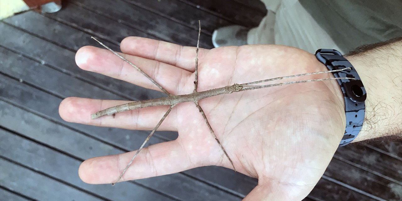 Fotoğraflar Konya'dan! Hayalet böcek "dal" görenleri şaşırtıyor