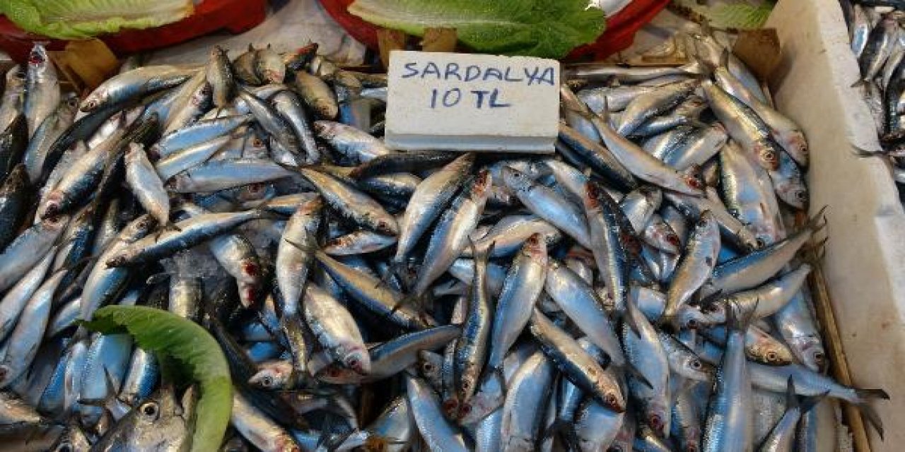 Akdeniz'de sardalya bolluğu! Uzmanlar balık tüketin çağrısı yapıyor