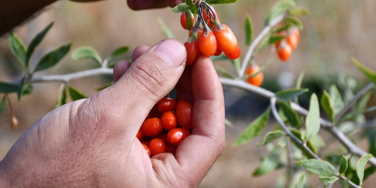 Konya'da yaşayan profesör, ata ocağı köyde goji berry yetiştirerek çiftçilere örnek oluyor
