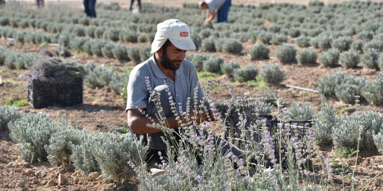 Karatay'da mis kokulu lavantaların ikinci hasadı yapıldı