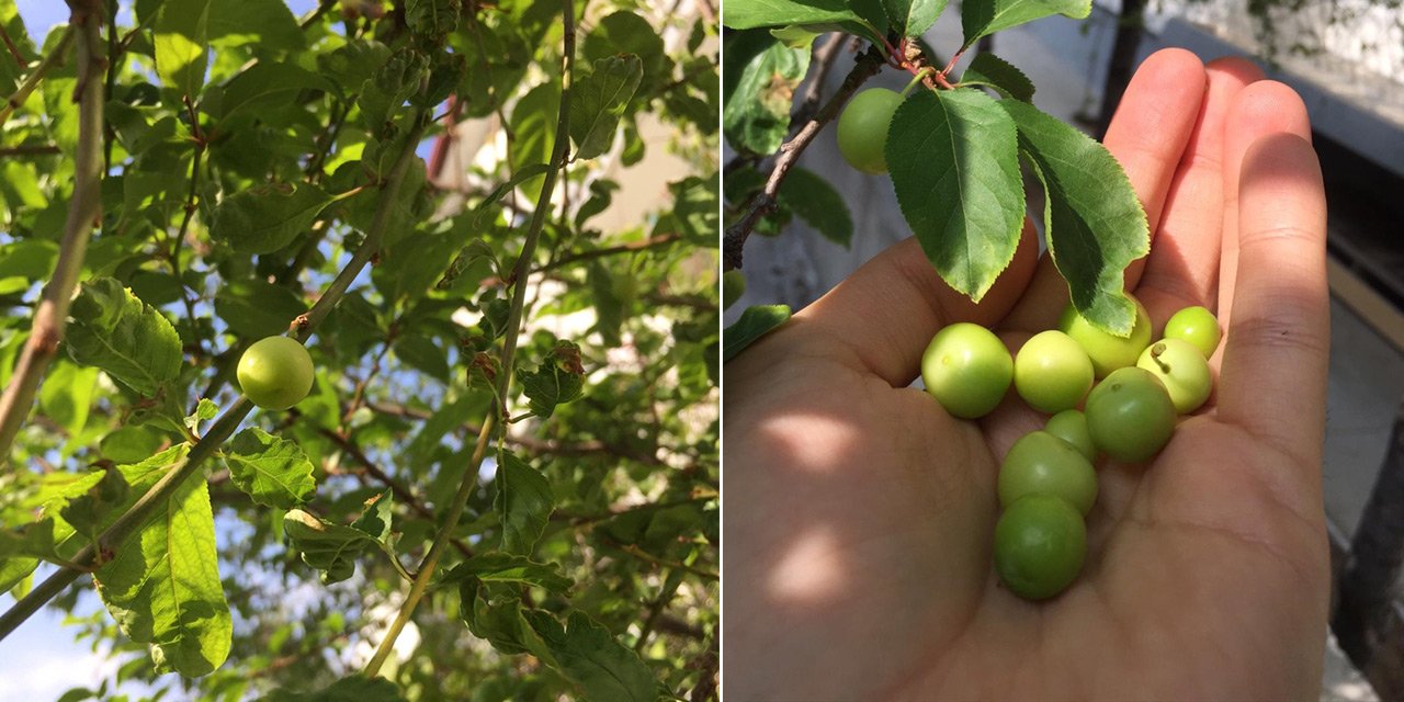 Görenler şaşkınlığa uğradı! Konya'da erik ağacı kasım ayında meyve verdi