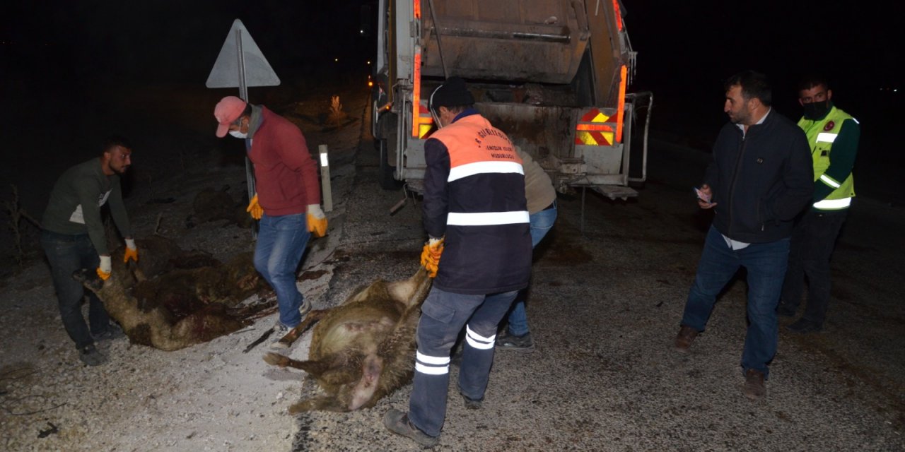 Konya’da otomobil yola çıkan sürüye çarptı, 30 koyun telef oldu