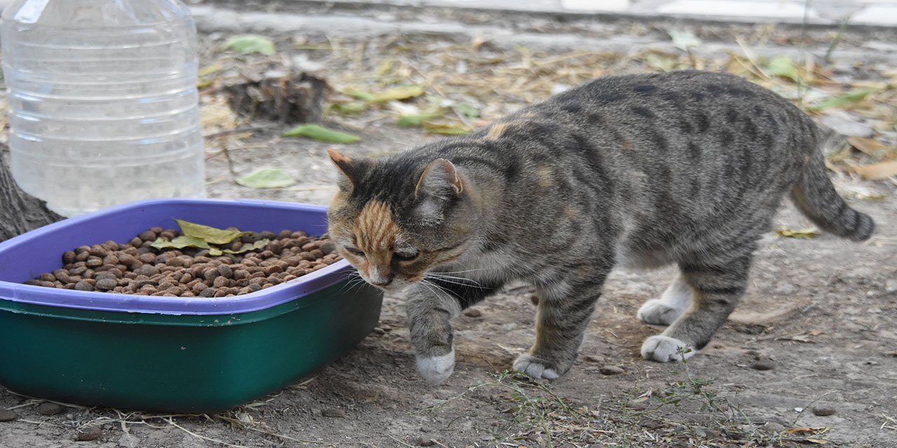 Konya’da apartman bahçesinde beslenen kedilerin zehirlenmesine tepki