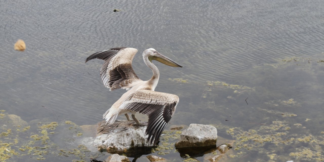 Beyşehir Gölü Milli Parkı'nın güz konuğu yalnız pelikan ilgi odağı oldu
