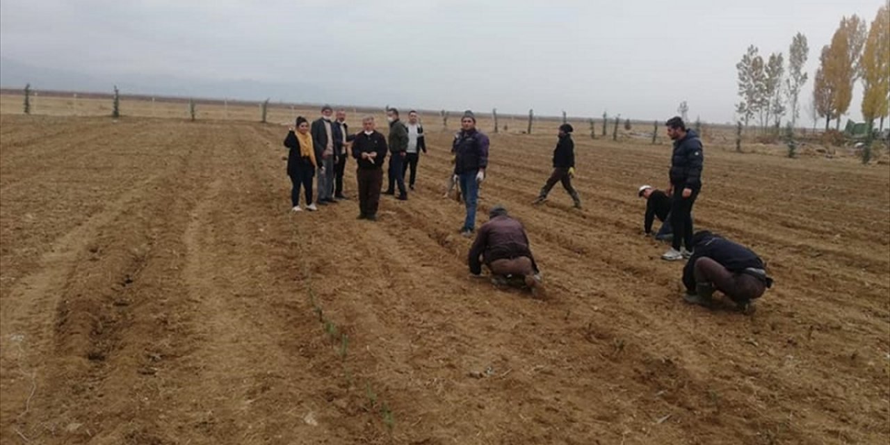 Yalıhüyük'e 8 bin lavanta ekildi