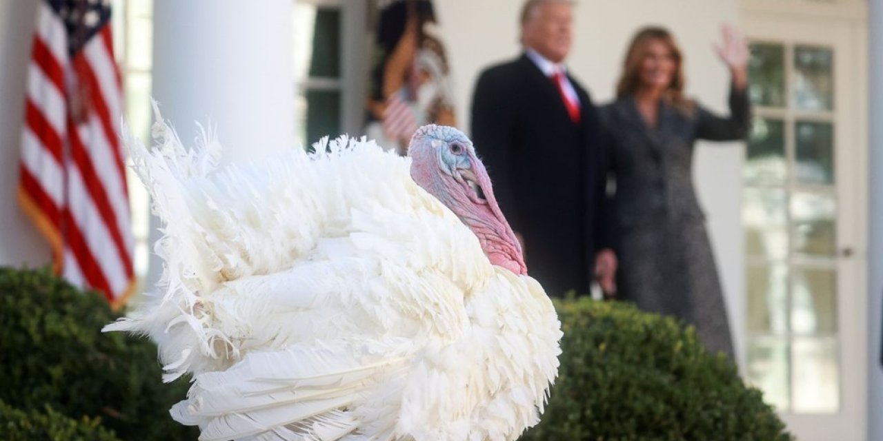 Beyaz Saray'da geleneksel tören! Trump İki hindiyi affetti