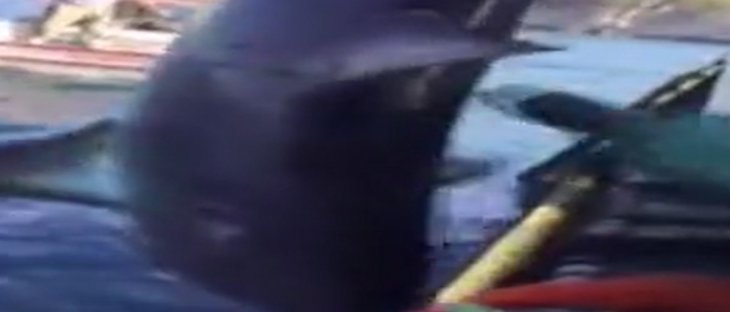 Bunu da gördük! Köpekbalığına tekme ve yumruklu şiddet