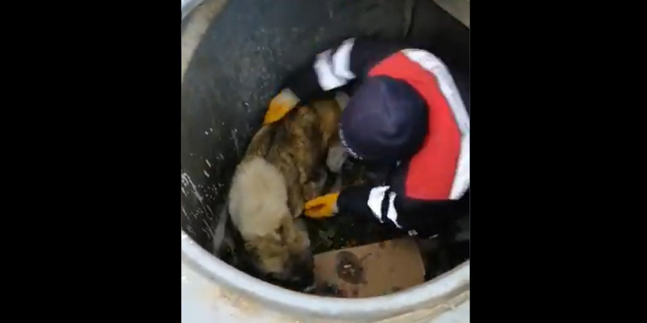 Konya'da belediye personeli çöp konteynerine düşen köpeği kurtardı! Başkan makamında ağırladı