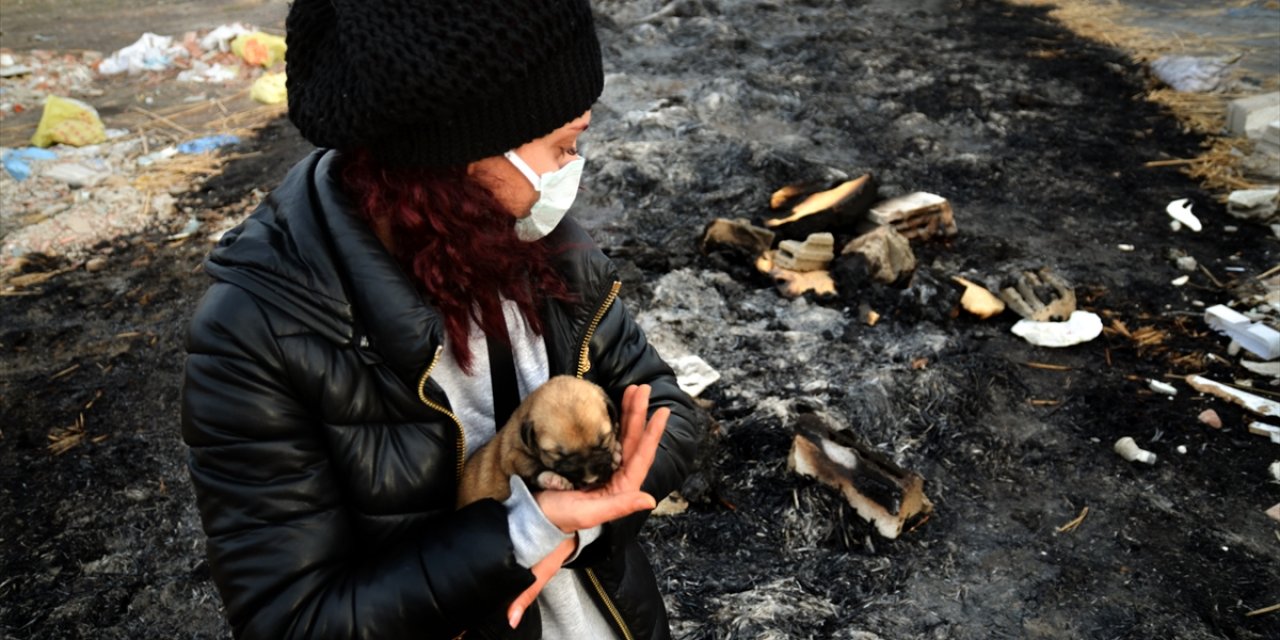 Konya'da dehşet veren olay! Kulübesi yakılarak telef edilmiş 9 yavru köpek bulundu