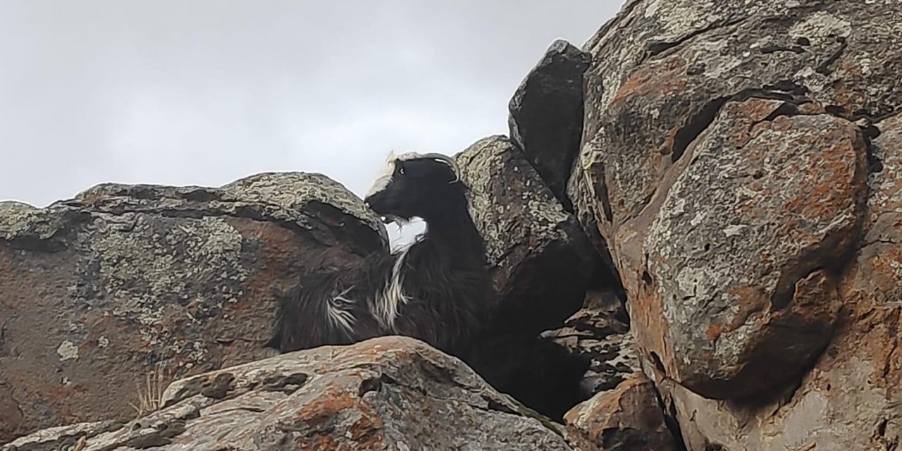 Konya AFAD’dan kısıtlama günü keçi kurtarma operasyonu