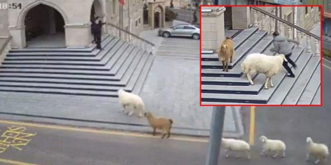 Sürüden ayrılan küçükbaş hayvanların belediye binasına yürüdüğü anlar dünya basınında manşet oldu