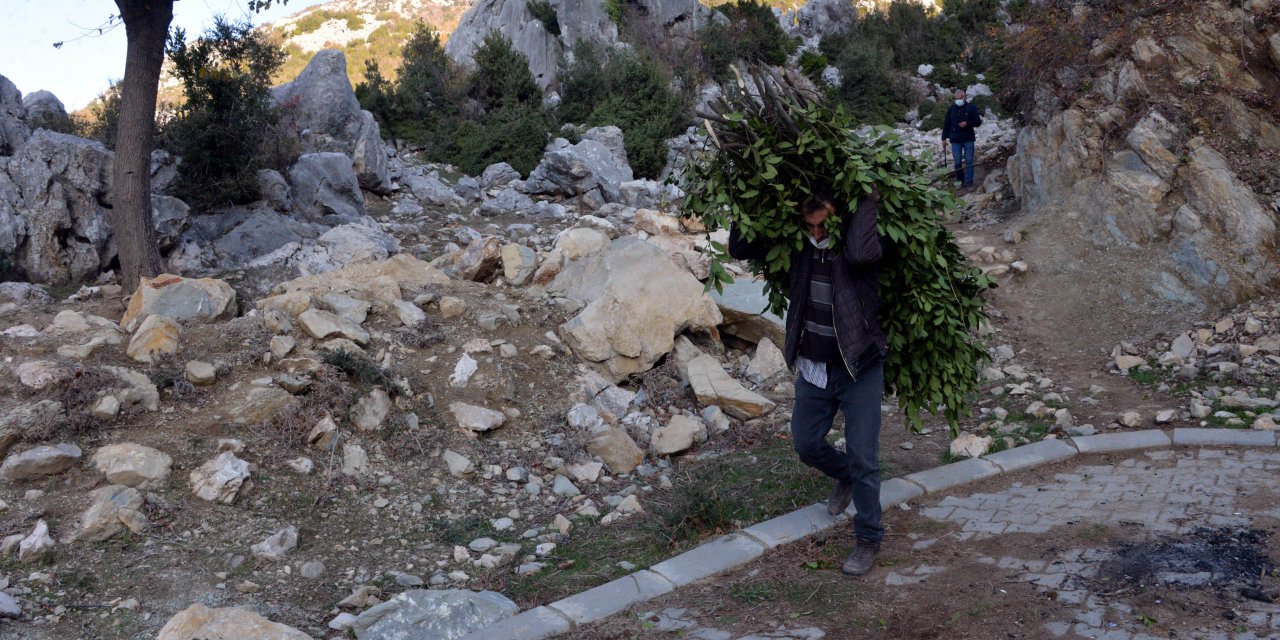 Dağlardan topladıkları defneden günlük 500 lira kazanıyorlar