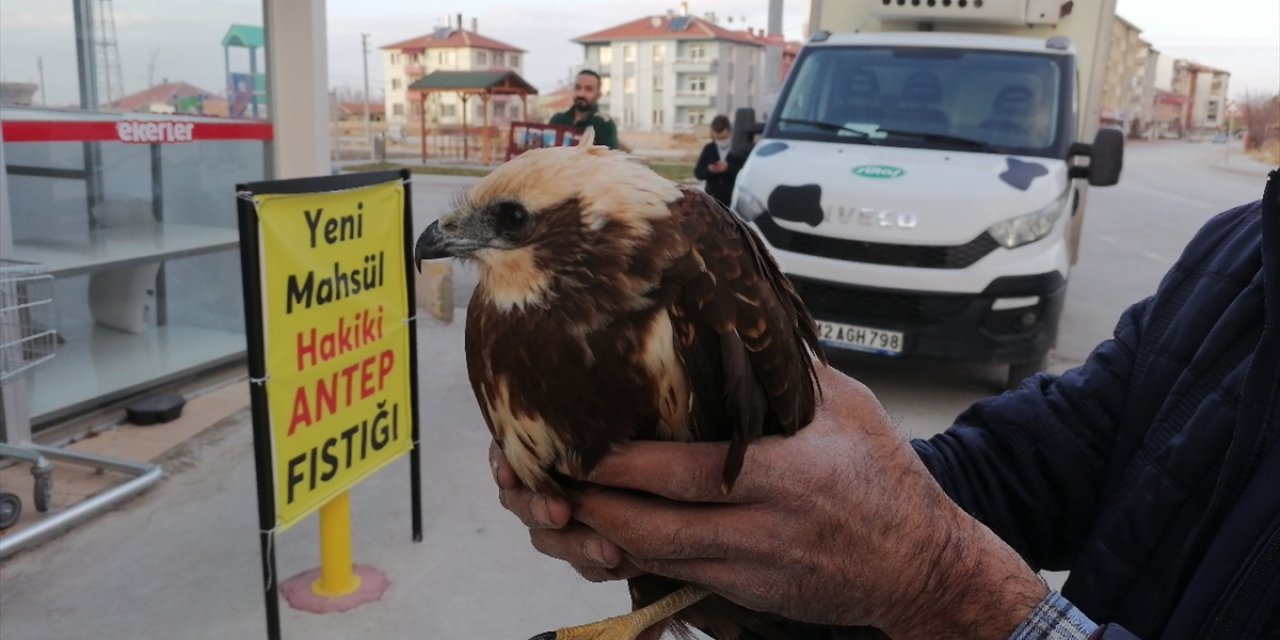 Konya'da yaralı bulunan çöl şahini tedavi altına alındı