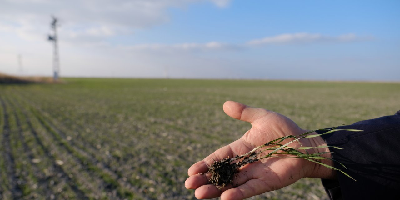 Konya Ovası'na düşen yağışlar çiftçiye bir nebze de olsun nefes aldırdı