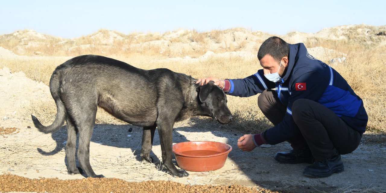 Kısıtlama günlerinde can dostlarımız Konya Büyükşehir’e emanet