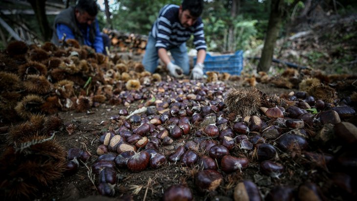 Bursa kestanesinde erken hasat