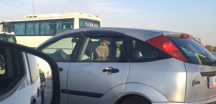 Konya trafiğinde ilginç görüntü! Gören bir daha baktı